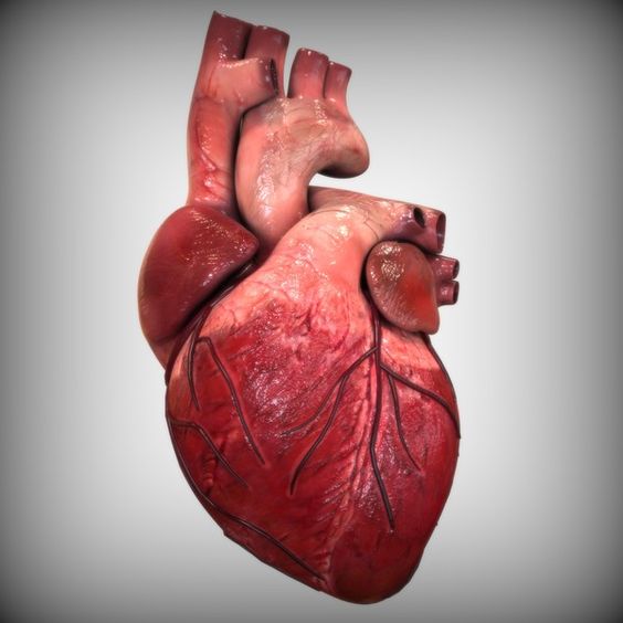 Year 12 – Exam questions on the heart